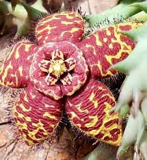 Image result for Orbea paradoxa