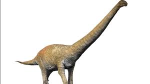 Çoğu titanosaur tarafından paylaşılan en karakteristik özelliklerden biri, vertebral merkezler arasında top ve yuva eklemleri bulunan prokoli kuyruk omurlarıydı. Have The Remains Of The Largest Dinosaur To Ever Walk The Earth Been Found Inside Edition