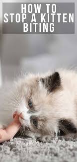 How to stop your kitten from biting. How To Stop A Kitten Biting A Simple Guide By An Expert Cat Behaviorist