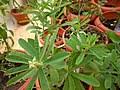 Image result for Crotalaria paraspartea