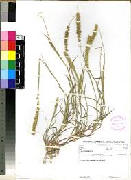 Image result for Tragus koelerioides