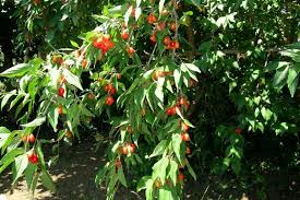 Cornus Mas Standort Kornelkirsche Haselwurz Mineralstoffe