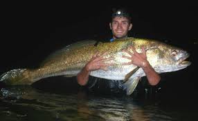 We did not find results for: Epic Effort To Catch Rare Swan River Mulloway The West Australian