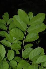 Image result for Stereospermum kunthianum