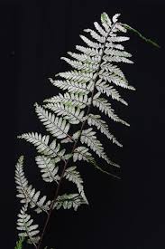 Image result for Pityrogramma calomelanos