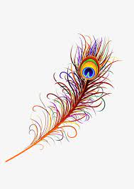 Peacock Feather Color Peacock Feathers Peacock Vector Feather Vector Png Transparent Clipart Image And Psd File For Free Download Feather Vector Feather Drawing Peacock Vector