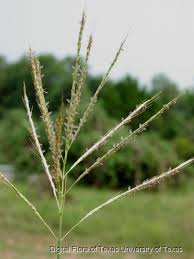 Image result for Ischaemum afrum