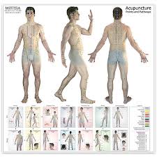 the ultimate acupuncture wall chart