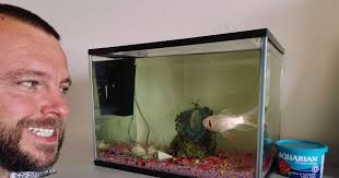 'My funfair prize goldfish has outlived my two marriages and is now GREY  with age'