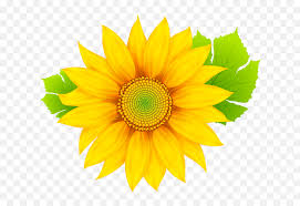 If you want clipart with photos of. Sun Flower Clipart Png Image Free Sun Flower With A Transparent Background Flowers Clipart Png Free Transparent Png Images Pngaaa Com