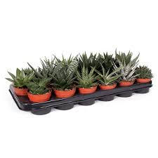 Image result for Haworthia mix