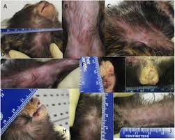 It is acquired by direct contact with wild animals killed for food, especially squirrels and monkeys. Plos Neglected Tropical Diseases Intranasal Monkeypox Marmoset Model Prophylactic Antibody Treatment Provides Benefit Against Severe Monkeypox Virus Disease