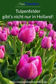 Ein Blutenmeer Bis Zum Horizont Die Tulpenfelder Bei Magdeburg Ziehen Alljahrlich Im April Viele Besucher An Bericht U Tulpen Feld Tulpen Ausflug Ans Meer
