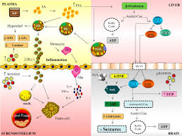 Most people's digestive systems aren't optimized for a high fat. Possible Effects Of The Ketogenic Diet Kd On Plasma Liver Download Scientific Diagram