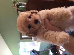 Labradoodle puppies (sac > roseville, ca) pic hide this posting restore restore this posting. Pennysaver Maltipoo Puppies Early Christmas Purebred Good Deal In Contra Costa California Usa