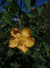 Image result for Abutilon sonneratianum