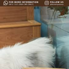 Kucing Anda Bermasalah Kulit Dan Bulu Sudah Kusam Yuk Order Catfoods Daei Brownpetnco Dehh Dijamin Loh Bulu Dan In 2020 Brown Cat Cats Dogs