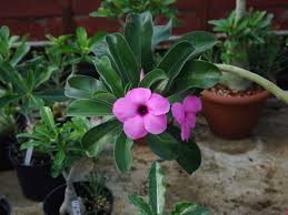 Image result for Adenium boehmianum
