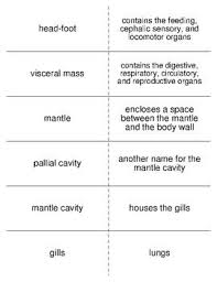 The Molluscs Vocabulary Flash Cards For Zoology Vocabulary Flash Cards Flashcards Vocabulary