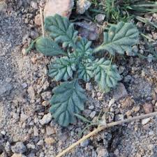 Image result for Coldenia procumbens