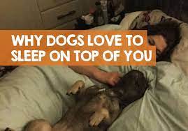 Why Does My Dog Sleep On Top Of Me At Night 6 Problems