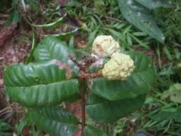 Image result for Landolphia owariensis