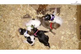 Most feists are bred only for their hunting ability and with no intention of turning them into show dog breeds, so there is little or no consistency among these dogs. Mountain Feist Puppies For Sale From Reputable Dog Breeders