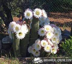 La chumbera es un cactus en forma de matorral, que puede llegar a alcanzar los 4 metros tanto de altura como de ancho. Cuando Florecen Los Cactus Botanical Online