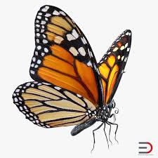 3d Model Monarch Butterfly Rigged Monarch Butterfly Butterfly Butterfly Drawing