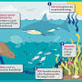 هوشمل?q=Ocean food chain for Kids from www.timeforkids.com