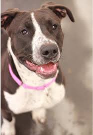 Maybe you would like to learn more about one of these? Rayne Pitbull German Pointer Mix Last Chance At Life