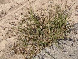 Image result for Cenchrus unisetus