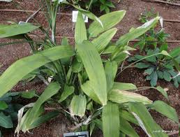 Image result for Dracaena aubryana