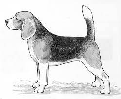 That's exactly why everyone wants to have a living room they can be proud of. Breed Standards Beagle United Kennel Club Ukc