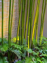 See more ideas about bamboo planter, garden design, bamboo garden. Garden Style Outdoor Trends 2021 Contemporary Garden Ideas London