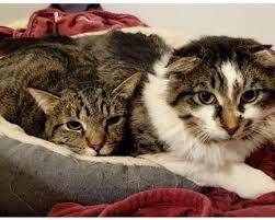 Looking for a furry friend? Spencerville cat rescue hosts adoption event  Aug. 6 | NiagaraFallsReview.ca