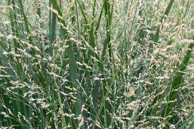Image result for Panicum repentellum