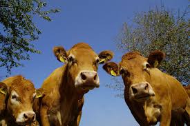Poulets d'élevage des vaches france agricole affiches scolaires papier cadeau animaux disparus basse races de vaches laitières bass. France Animaux Une Vache Depecee Pour Sa Viande Dans La Loire