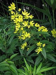 Image result for Lysimachia ruhmeriana
