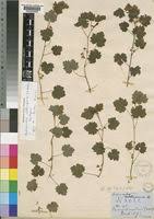 Image result for Ardisiandra sibthorpioides