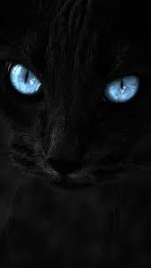 Iphone Wallpapers Background Black Cat Black Background Blue Eyes Hewan Kucing Kucing Lucu
