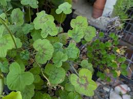 Image result for Pelargonium alchemilloides