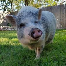 Want Healthy Happy Mini Pigs Choose Feed With The Best Ingredients