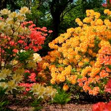 Deciduous Azalea Northern Lights Rhododendron Hybrid My Garden Life