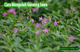 Check spelling or type a new query. Cara Mengolah Ginseng Jawa Manfaatnya