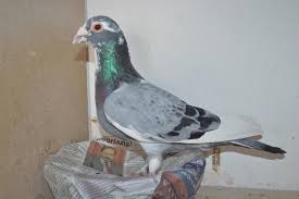 Nicoleta băjan are 14 ani și 40 de kilograme. Scurta Prezentare A Porumbeilor Campioni Ai Domnului Gica Stanca Fcpr Constanta Articole Romanian Racing Pigeons