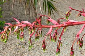 Image result for Beschorneria yuccoides