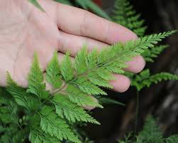 Image result for Sinopteridaceae