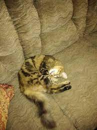 Pin By Jan Jester On Cute Baby Animals Baby Animals Cute Baby Animals Animals