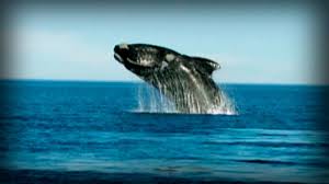 Patagonia Refuge Of The Monsters Full Documentary Great Whale Documentaries Elephant Seal